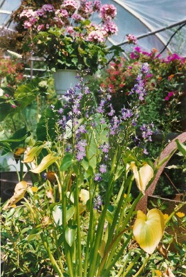 Aquatic Plants