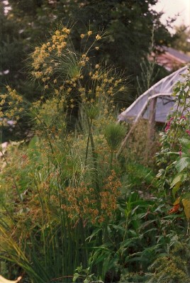 Aquatic Plants