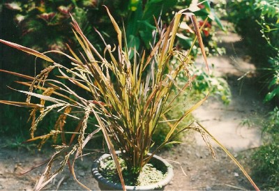 Other Plants