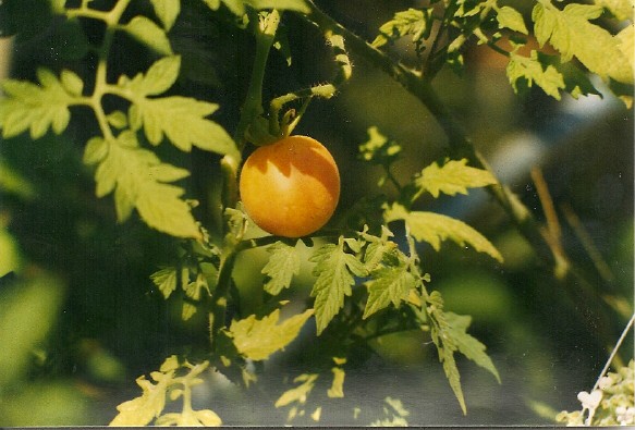 Other Plants