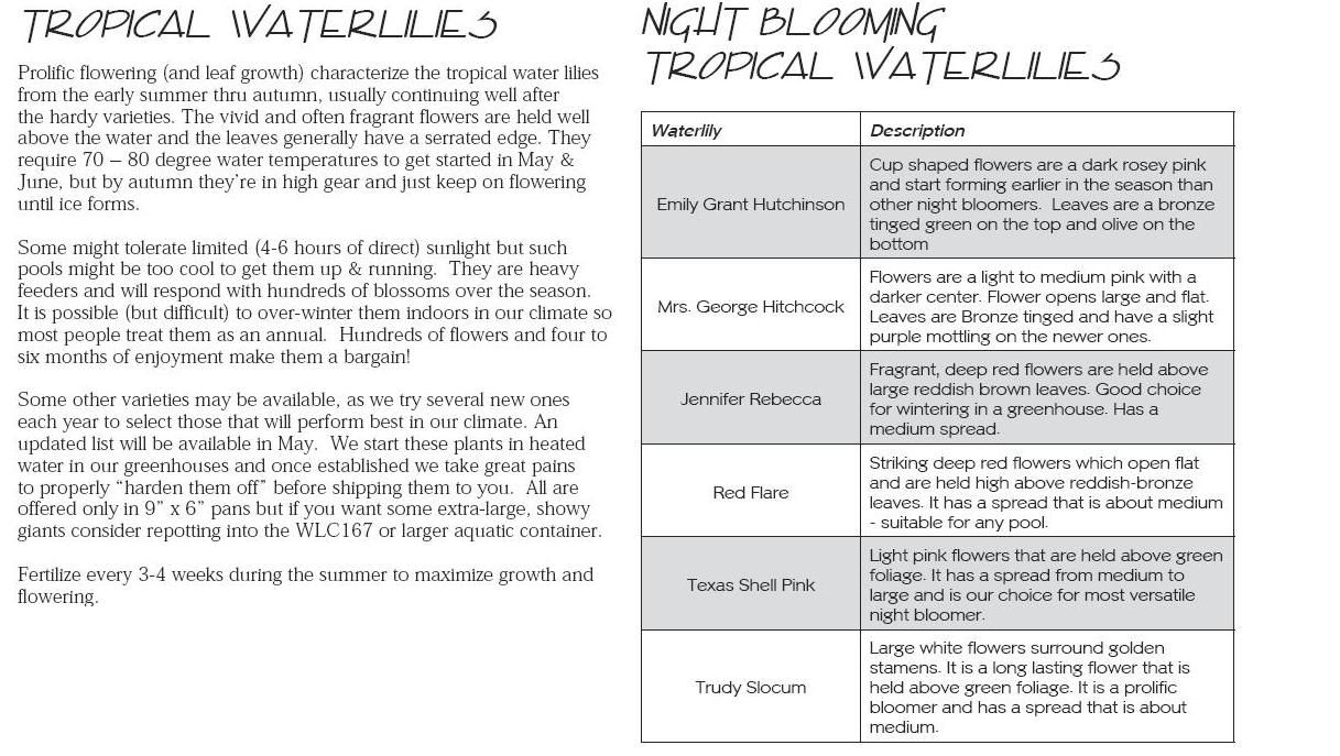 Tropical lilly Info 1