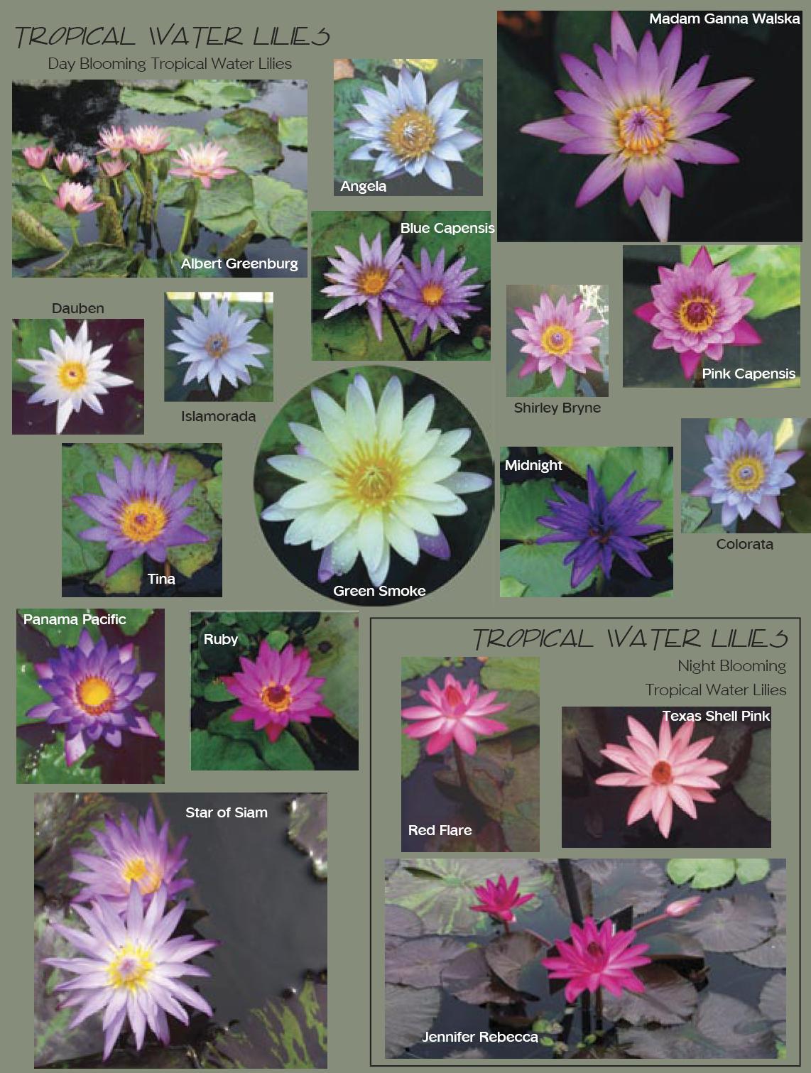 Tropical water lillies