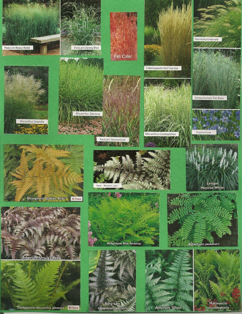 Grass Info 5
