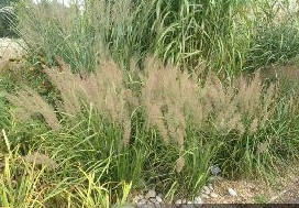 Korean Feather Grass