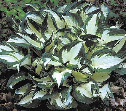 Hosta Fire and Ice