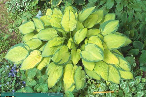 Hosta Gold Standard