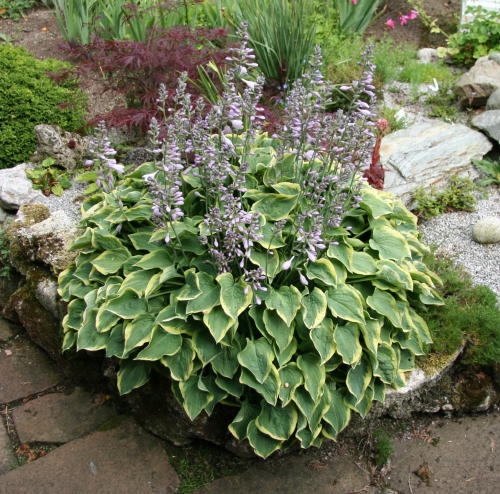 Hosta Veronica Lake