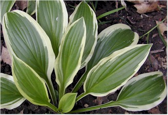 Hosta Neat Splash