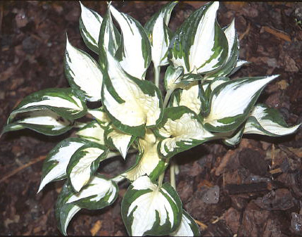 Hosta Paul Revere