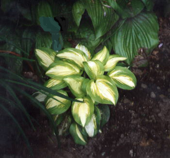 Hosta Summer Music