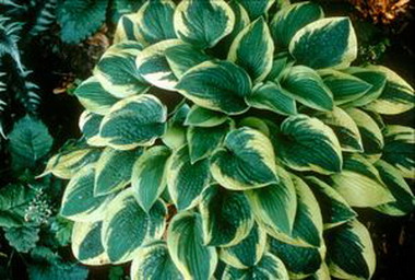 Hosta Wide Brim