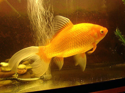 Comet Goldfish