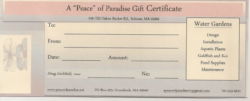 Gift Certificut