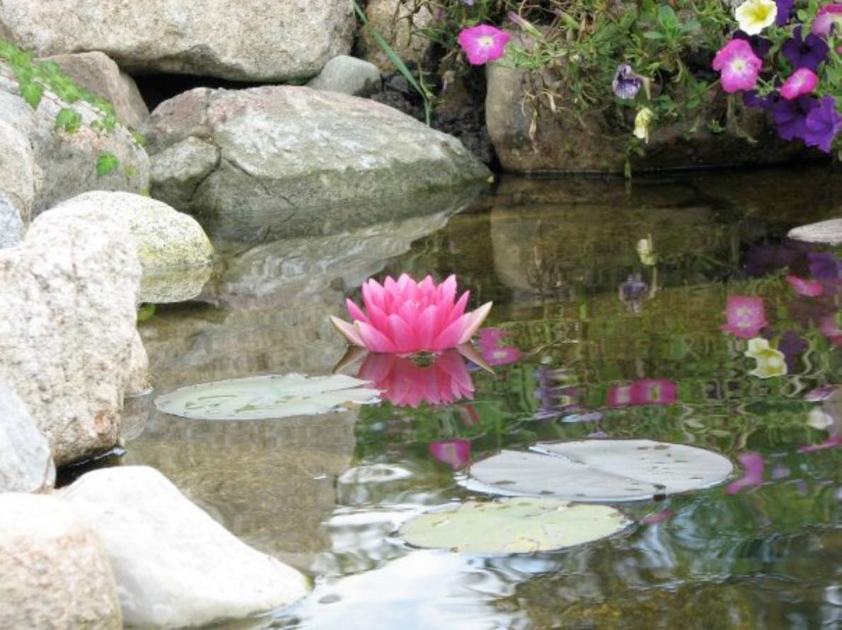 Magical Moon Water Lilly