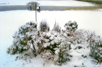 Scituate Garden in the snow