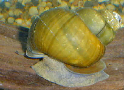 Japanese Trapdoor Snail